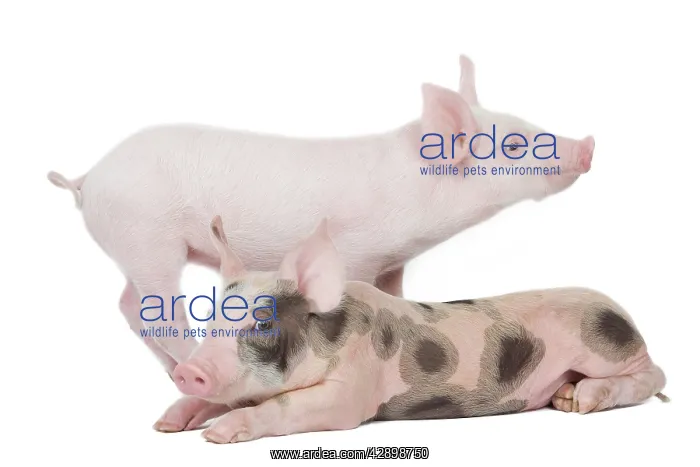  : Pig - Piglets