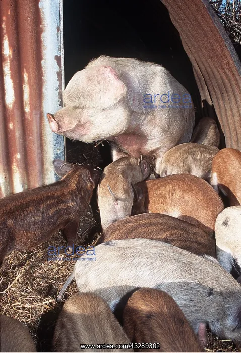 : PIG - and many piglets : PIG - and many piglets
