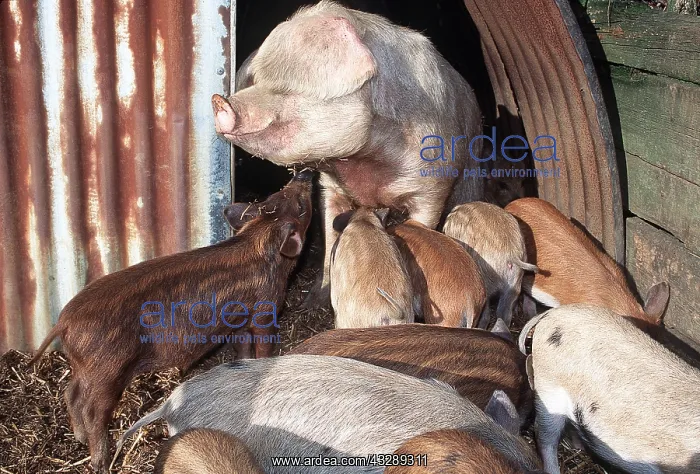 : PIG - and many piglets : PIG - and many piglets