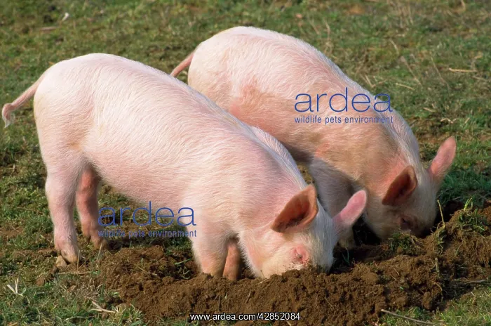  : Pig - piglets digging in ground