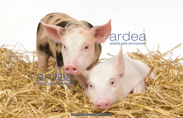  : Pig - Piglets on hay