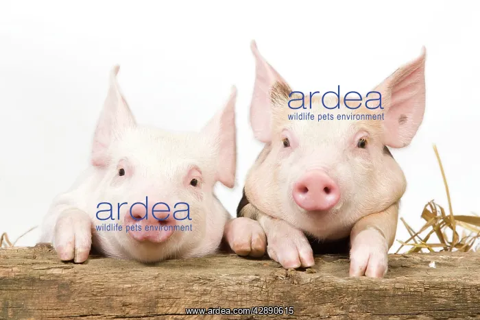  : Pig - Piglets looking over fence