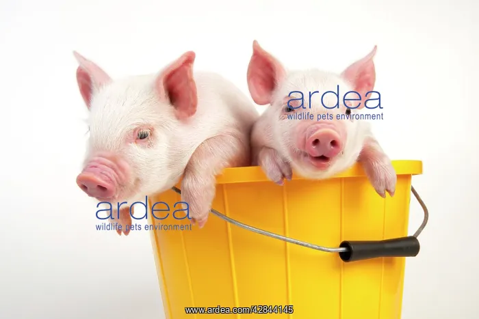  : PIG - Piglets sitting in a bucket