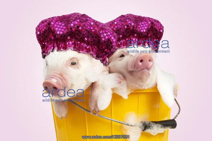 : PIG, Piglets sitting in a bucket covered in soap : PIG, Piglets sitting in a bucket covered in soap