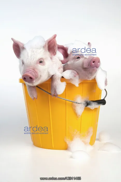 : PIG - Piglets sitting in a bucket covered in soap suds : PIG - Piglets sitting in a bucket covered in soap suds