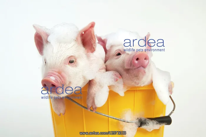  : PIG - Piglets sitting in a bucket covered in soap suds