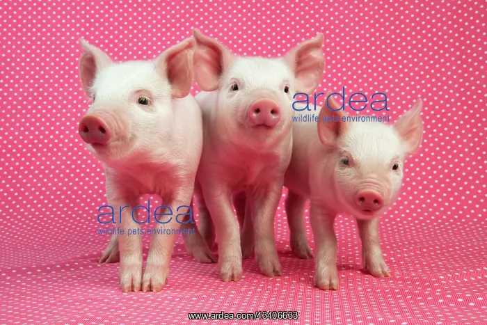 : PIG - Piglets standing in a row on pink spotty blanket : PIG - Piglets standing in a row on pink spotty blanket