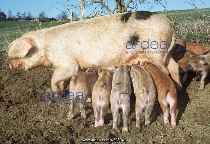 : PIG & PIGLETS SUCKLING : PIG & PIGLETS SUCKLING