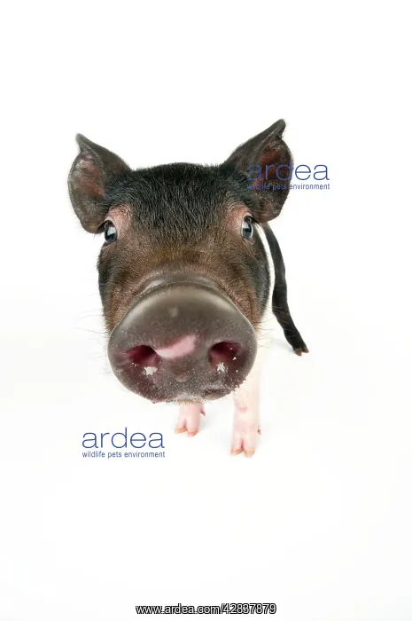 : Pig. Saddleback cross piglet : Pig. Saddleback cross piglet