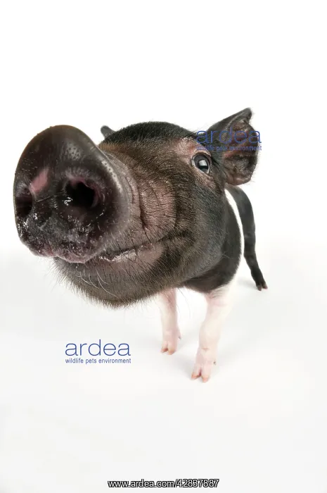  : Pig. Saddleback cross piglet