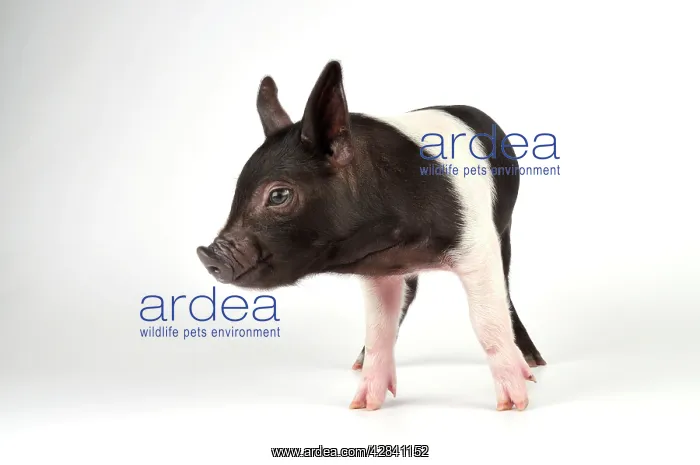 : Pig - Saddleback cross piglet : Pig - Saddleback cross piglet