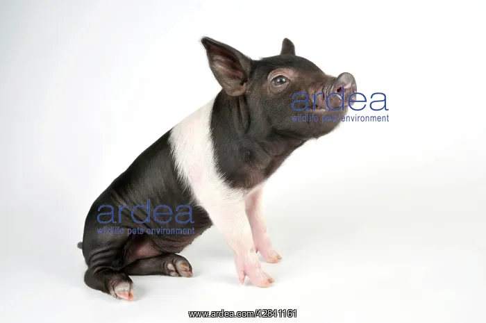 : Pig - Saddleback cross piglet : Pig - Saddleback cross piglet
