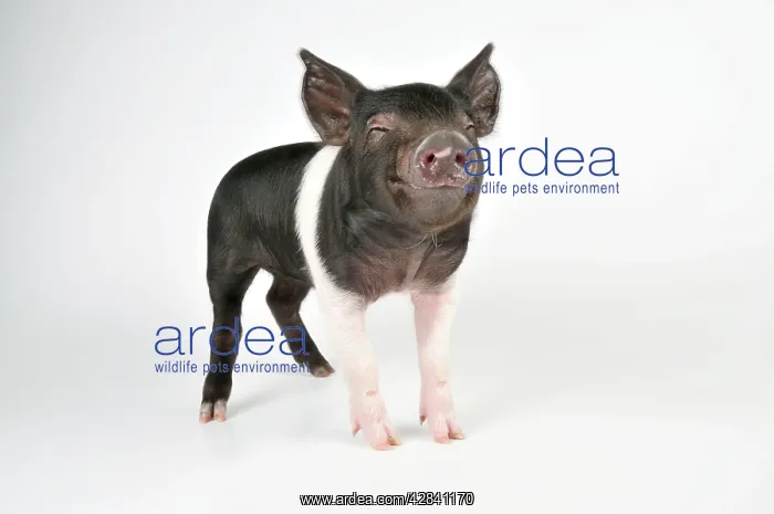 : Pig - Saddleback cross piglet : Pig - Saddleback cross piglet