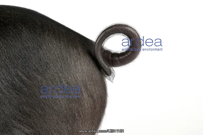  : Pig - Saddleback cross piglet tail