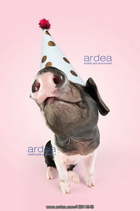 : Pig. Saddleback piglet wearing Birthday party hat