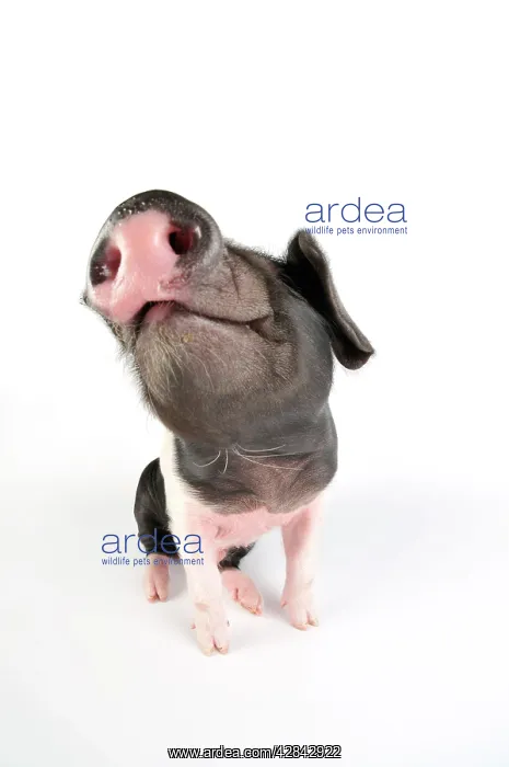 : Pig. Saddleback piglet on white background : Pig. Saddleback piglet on white background