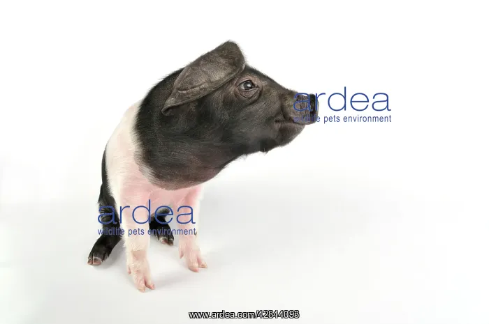 : Pig. Saddleback piglet on white background : Pig. Saddleback piglet on white background