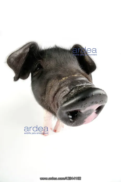 : Pig. Saddleback piglet on white background : Pig. Saddleback piglet on white background