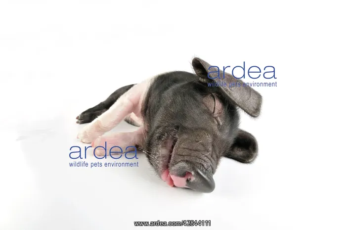 : Pig. Saddleback piglet on white background : Pig. Saddleback piglet on white background