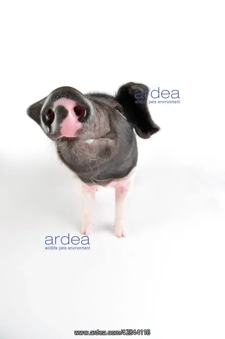 : Pig. Saddleback piglet on white background : Pig. Saddleback piglet on white background