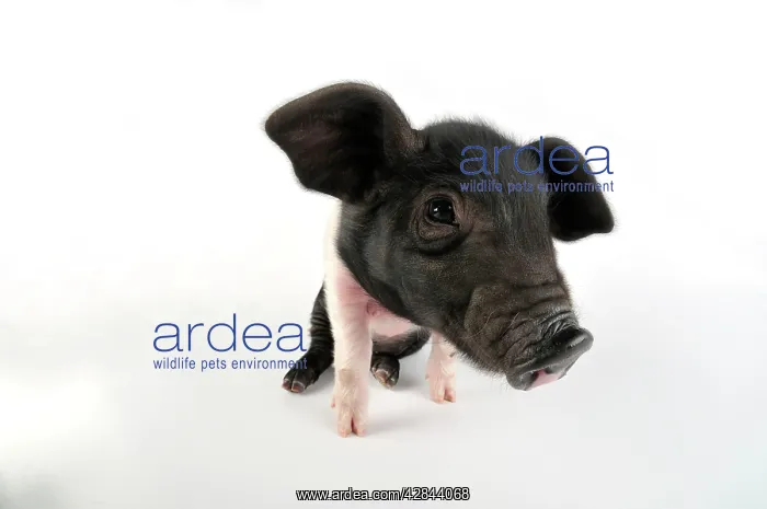 : Pig. Saddleback on white background : Pig. Saddleback on white background