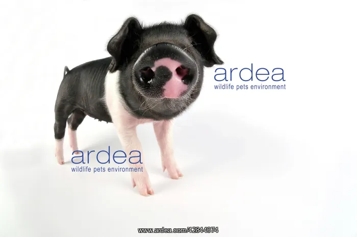 : Pig. Saddleback on white background : Pig. Saddleback on white background