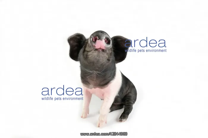 : Pig. Saddleback on white background : Pig. Saddleback on white background