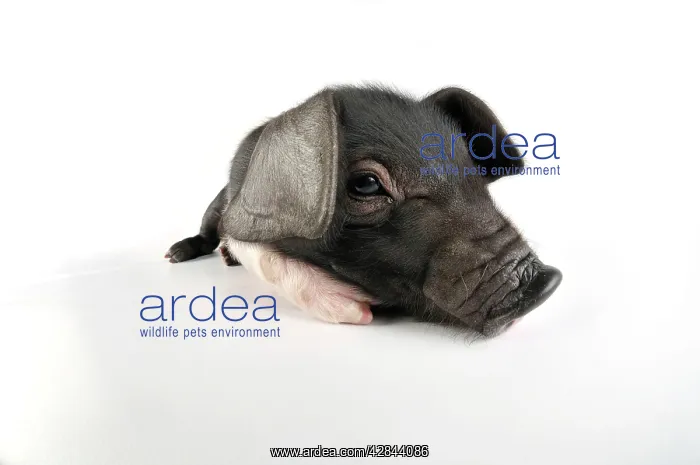 : Pig. Saddleback on white background : Pig. Saddleback on white background
