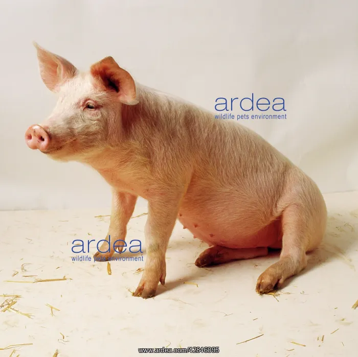  : PIG - SITS IN STUDIO