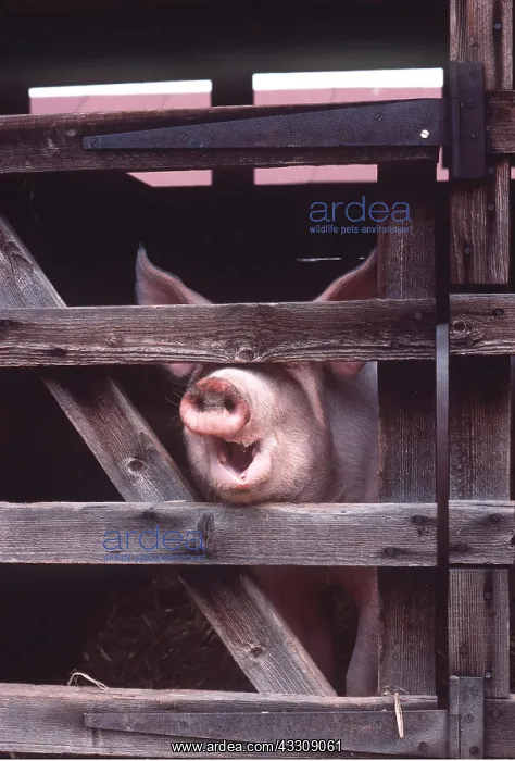: Pig - snout through gated fence in stall with mouth open : Pig - snout through gated fence in stall with mouth open