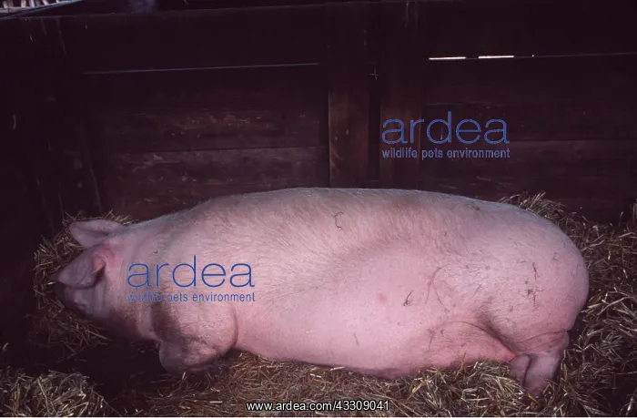 : PIG - Sow, sleeping : PIG - Sow, sleeping