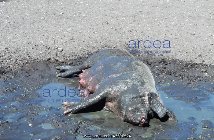 : PIG - Sow wallowing in mud : PIG - Sow wallowing in mud