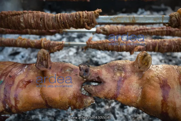 : Pig spit-roasted Seulo Sardinia Italy : Pig spit-roasted Seulo Sardinia Italy