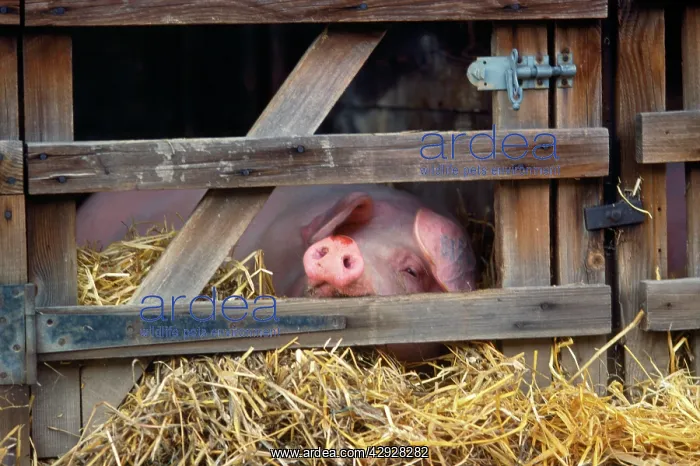  : Pig - in stall
