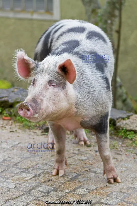 : Pig - standing in village street : Pig - standing in village street
