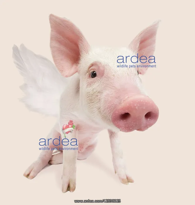  : Pig - in studio with angel wings and tattoo