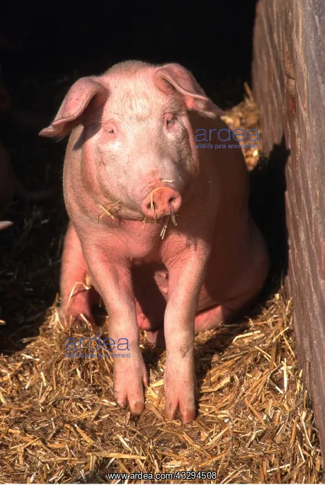 : PIG - in sty : PIG - in sty