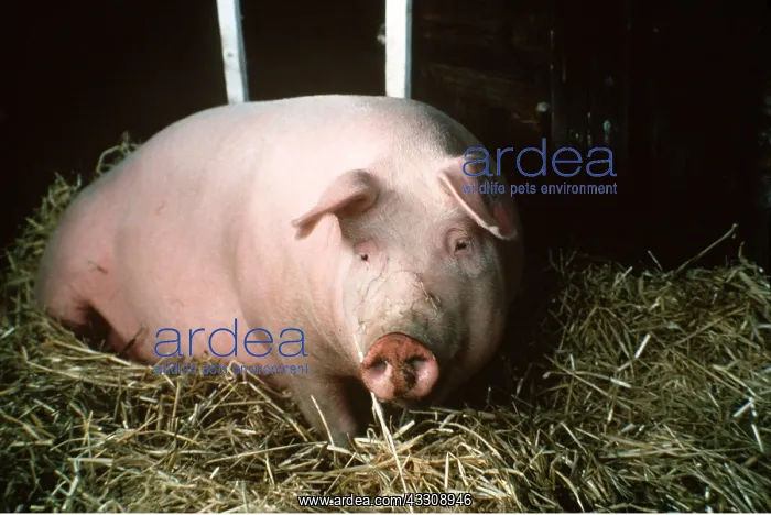 : PIG IN STY : PIG IN STY