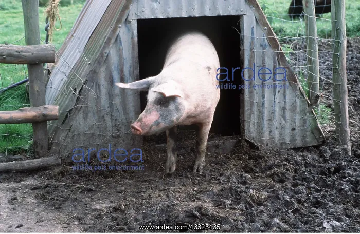 : PIG - at sty : PIG - at sty