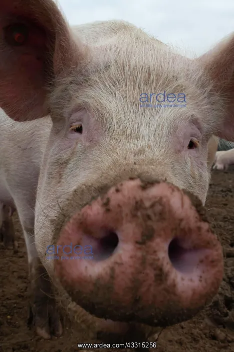 : Pig (Sus domesticus) adult animal standing in a : Pig (Sus domesticus) adult animal standing in a