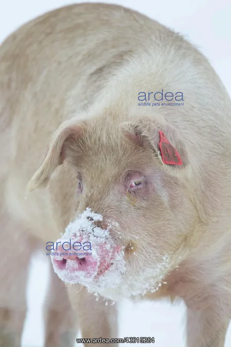 : Pig (Sus domesticus) adult animal standing in snow : Pig (Sus domesticus) adult animal standing in snow