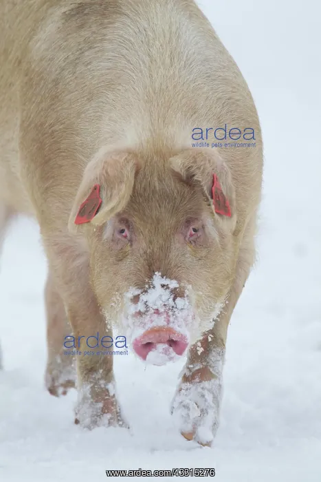 : Pig (Sus domesticus) adult animal walking in snow : Pig (Sus domesticus) adult animal walking in snow