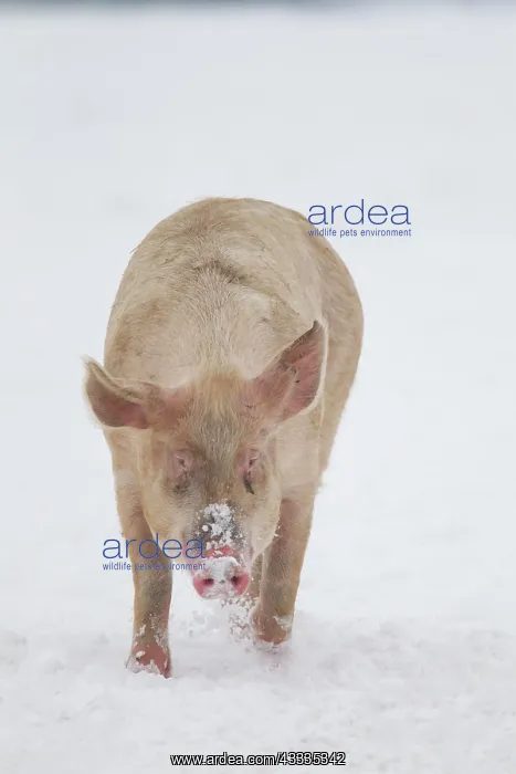  : Pig (Sus domesticus) adult animal walking in snow