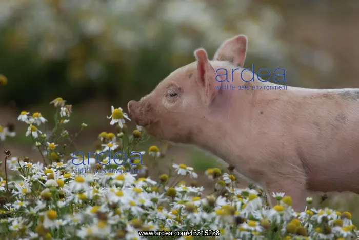 : Pig (Sus domesticus) juvenile piglet sniffing Mayflower : Pig (Sus domesticus) juvenile piglet sniffing Mayflower