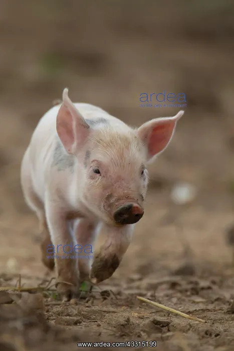 : Pig (Sus domesticus) juvenile piglet walking in : Pig (Sus domesticus) juvenile piglet walking in