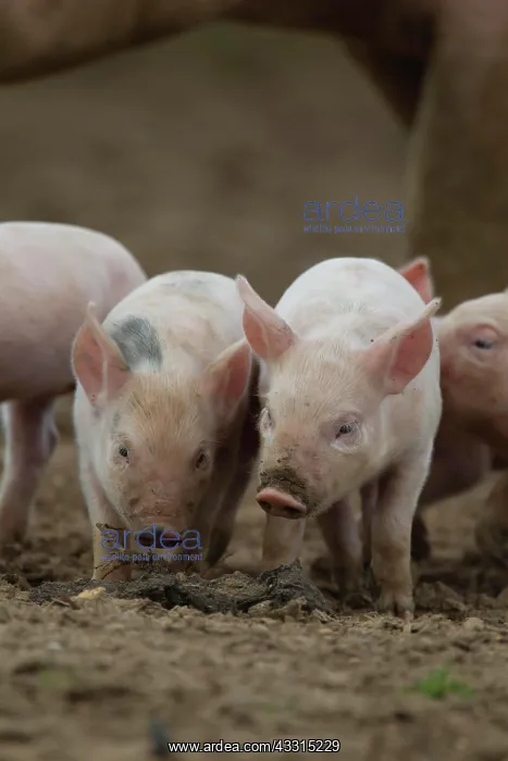 : Pig (Sus domesticus) two juvenile piglets in a farm : Pig (Sus domesticus) two juvenile piglets in a farm