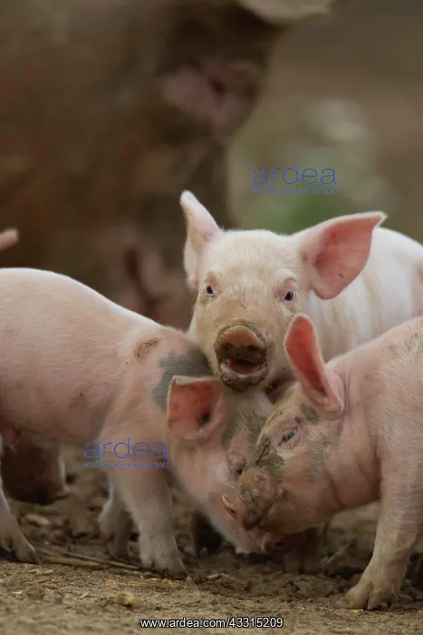 : Pig (Sus domesticus) juvenile piglets playing in : Pig (Sus domesticus) juvenile piglets playing in