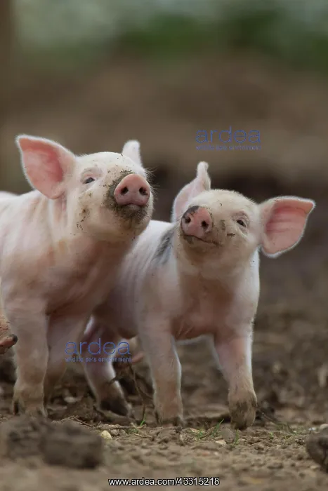 : Pig (Sus domesticus) two juvenile piglets playing : Pig (Sus domesticus) two juvenile piglets playing