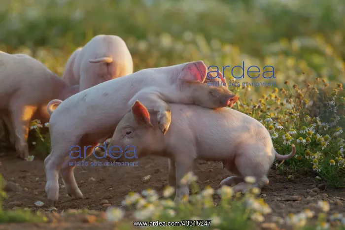  : Pig (Sus domesticus) juvenile piglets playing amongst