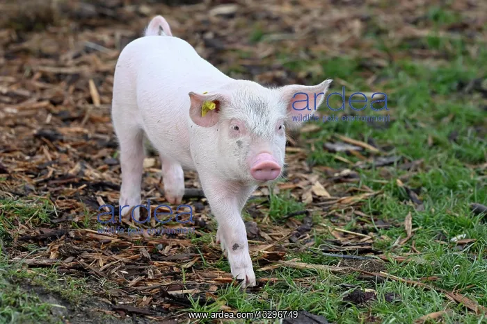 : Pig (Sus scrofa domesticus) Piglet : Pig (Sus scrofa domesticus) Piglet